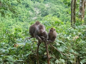 Hutan Monyet Pusuk 300x225 10 Tempat Wisata di Lombok yang Wajib Dikunjungi