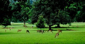 Tempat Wisata Alam di Bogor - Kebun Raya Bogor