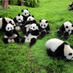 Giant Panda, Chengdu