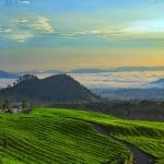Kebun Teh Ciater