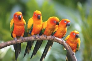 Jurong Bird Park tempat wisata di singapura