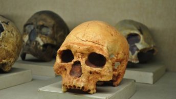 tengkorak manusia purba Museum Geologi Bandung