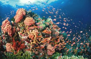 Tempat Wisata di Filipina - Tubbataha Reef