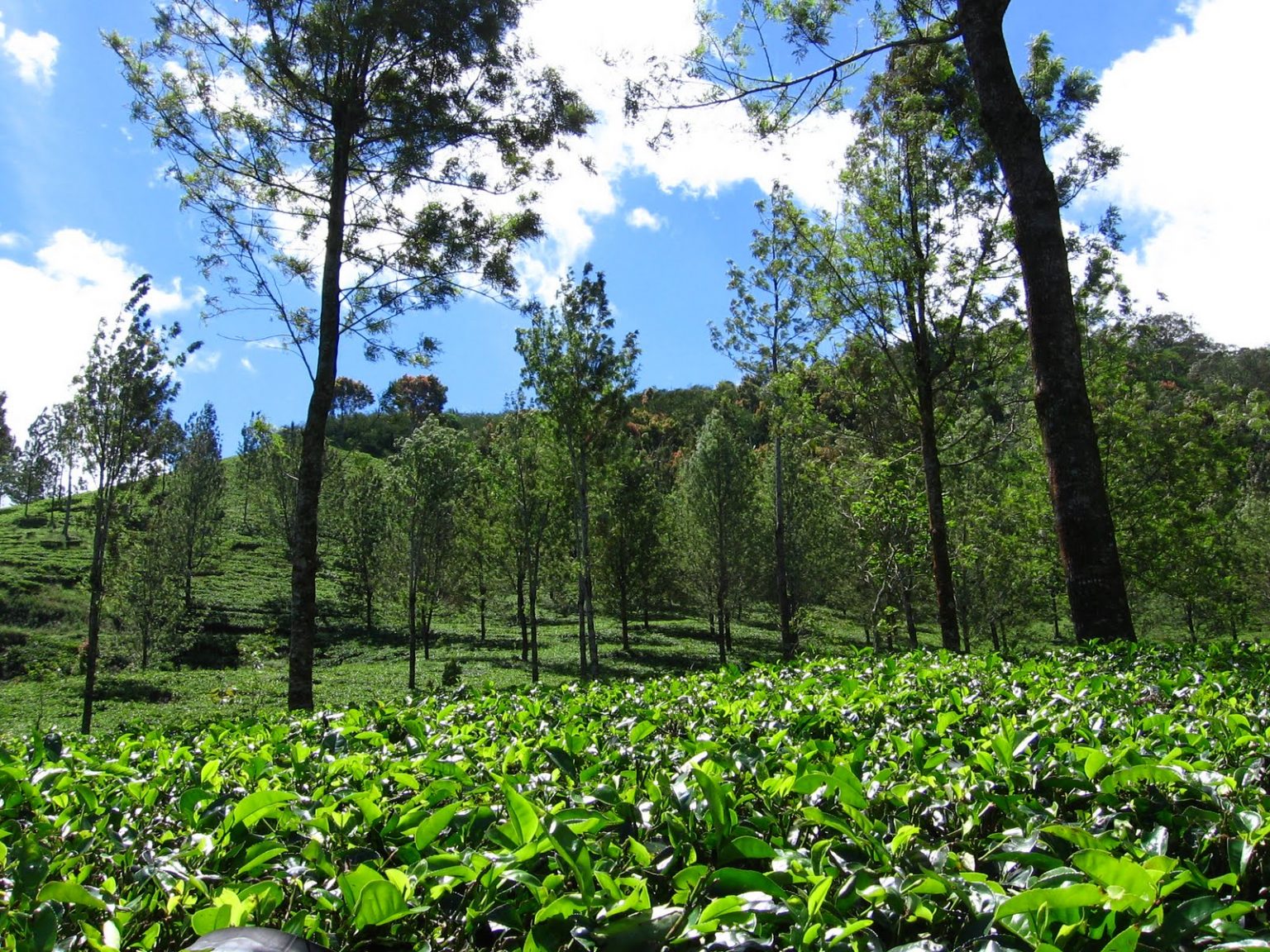 Tempat Wisata Di Puncak Bogor Dan Sekitarnya - 25 Wajib Dikunjungi