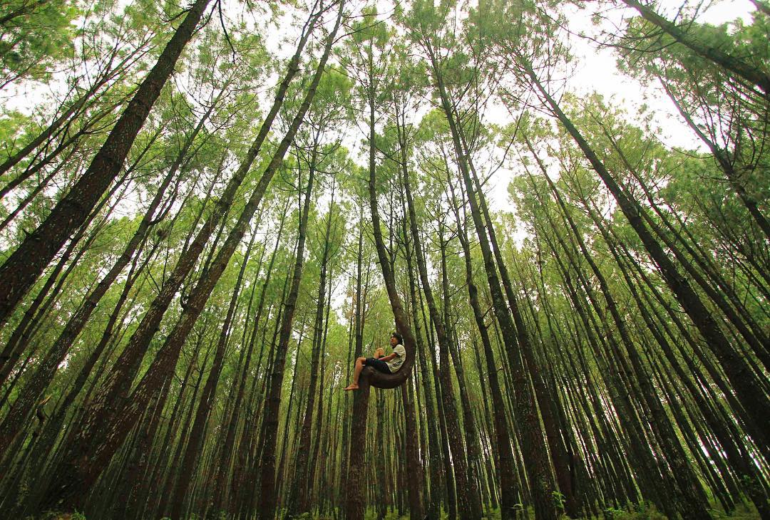 Hutan Pinus Kayon, Semarang (penky_soe)