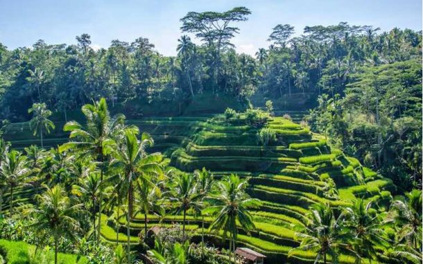 10 Tempat Wisata di Ubud yang Wajib Dikunjungi