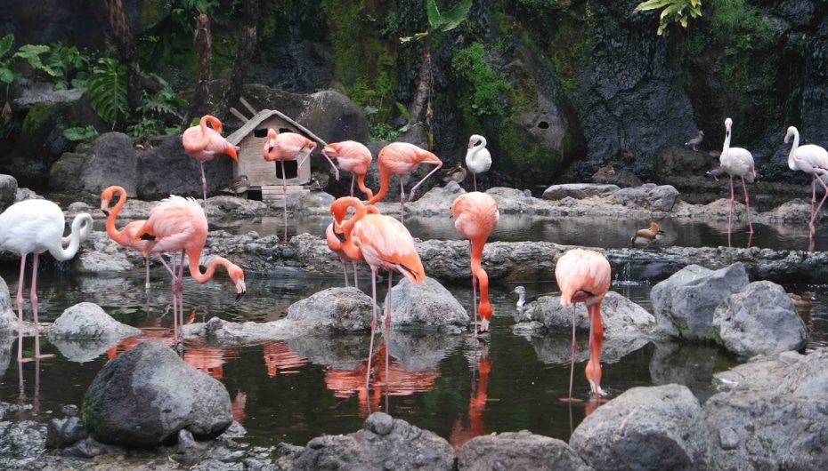 Jatim Park 2 - Birds Feeding