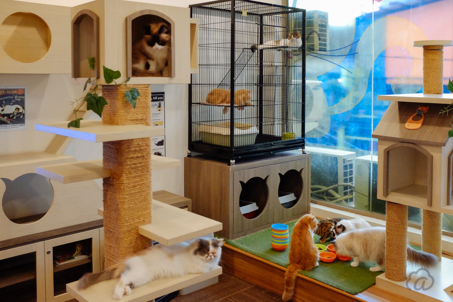 Cutie Cats & Café Restoran Murah di Jakarta