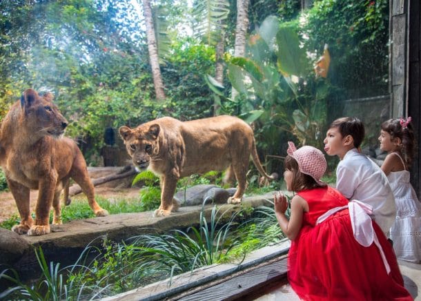 Bali Zoo, Wisata Edukasi Bali Yang Wajib Kamu Dikunjungi!
