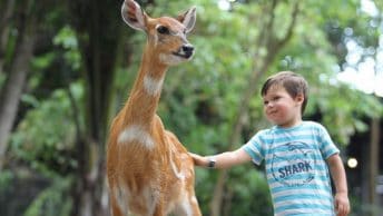 Bali Zoo, Wisata Edukasi Bali Yang Wajib Kamu Dikunjungi!