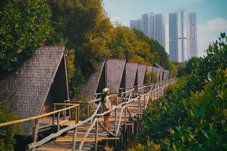Hutan Mangrove PIK (phinemo)